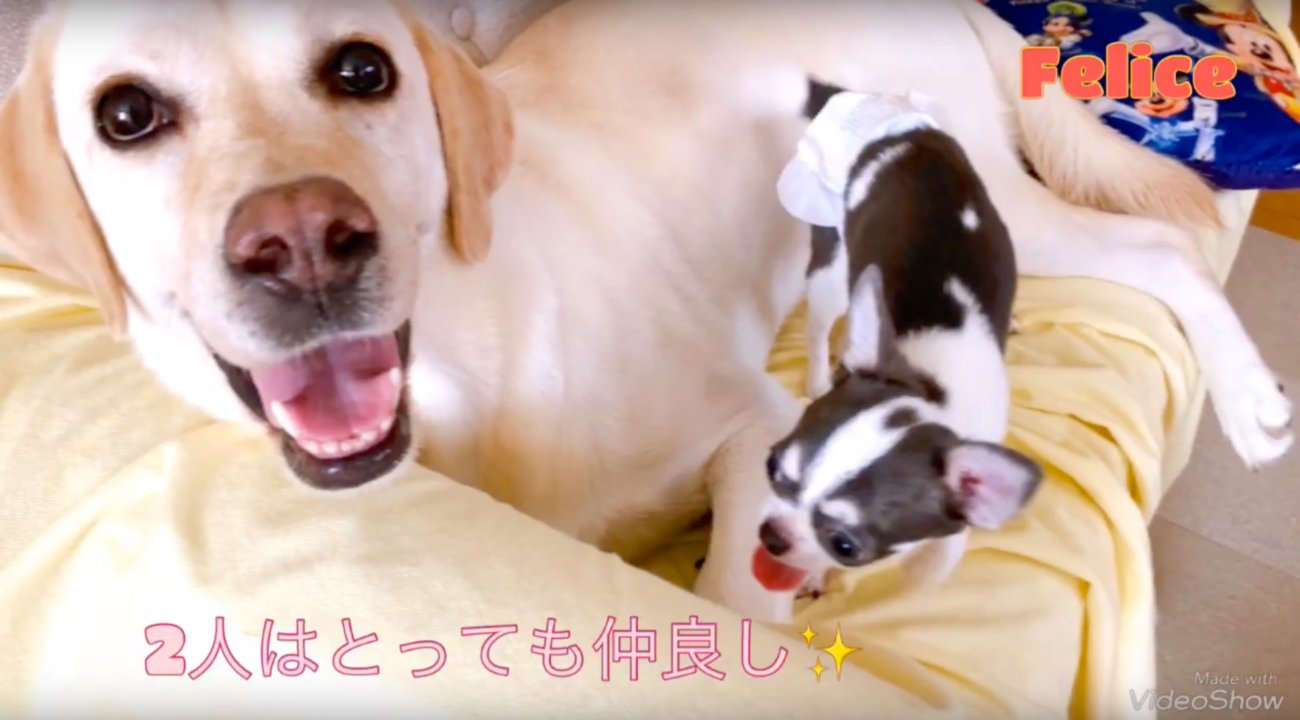 ラブラドールレトリーバー,動画