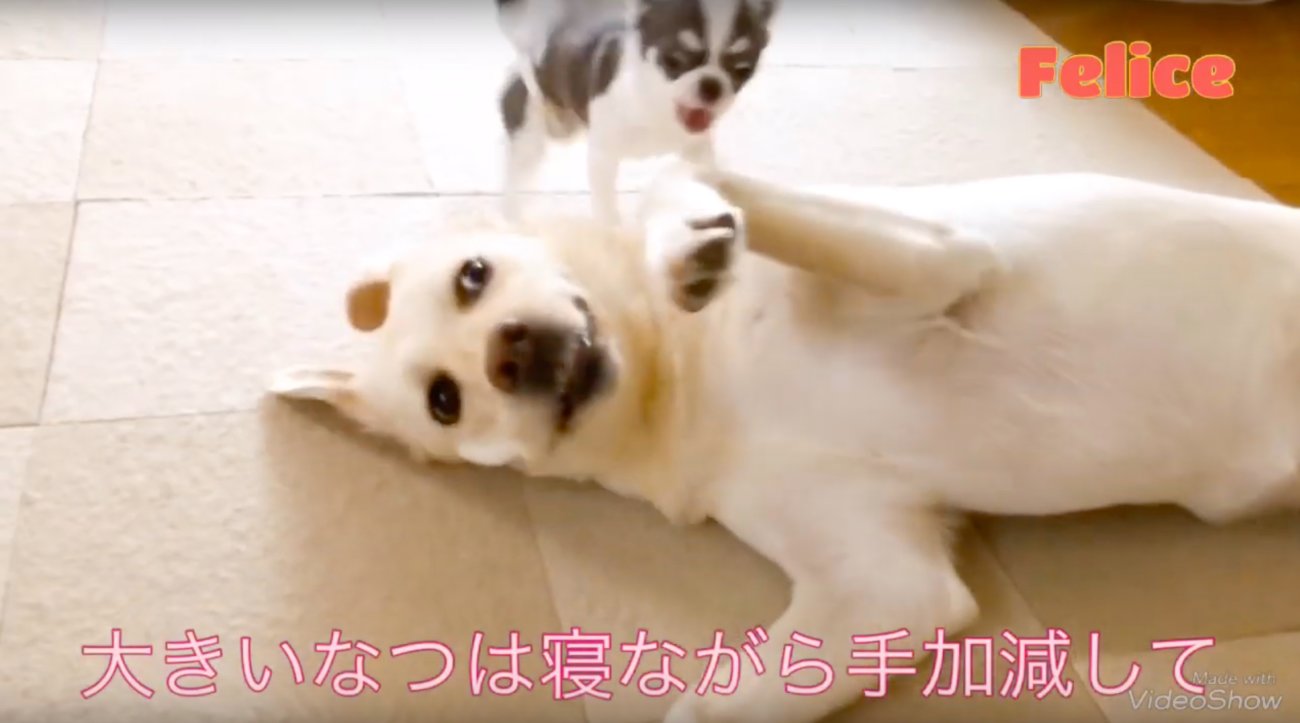 ラブラドールレトリーバー,動画