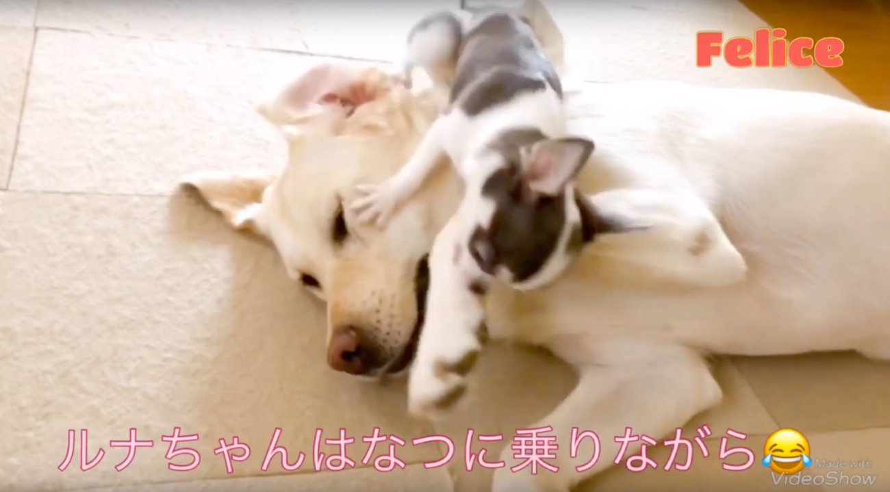 ラブラドールレトリーバー,動画