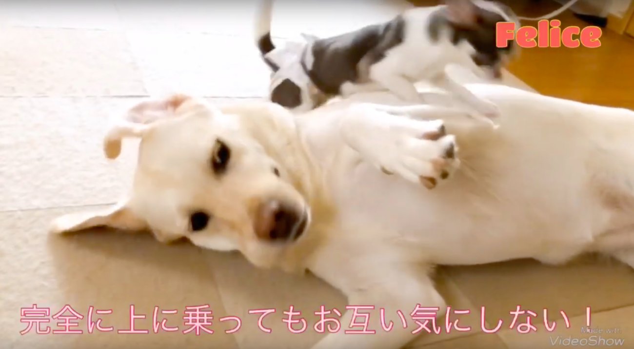 ラブラドールレトリーバー,動画