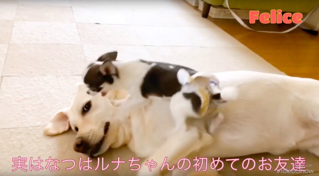 ラブラドールレトリーバー,動画