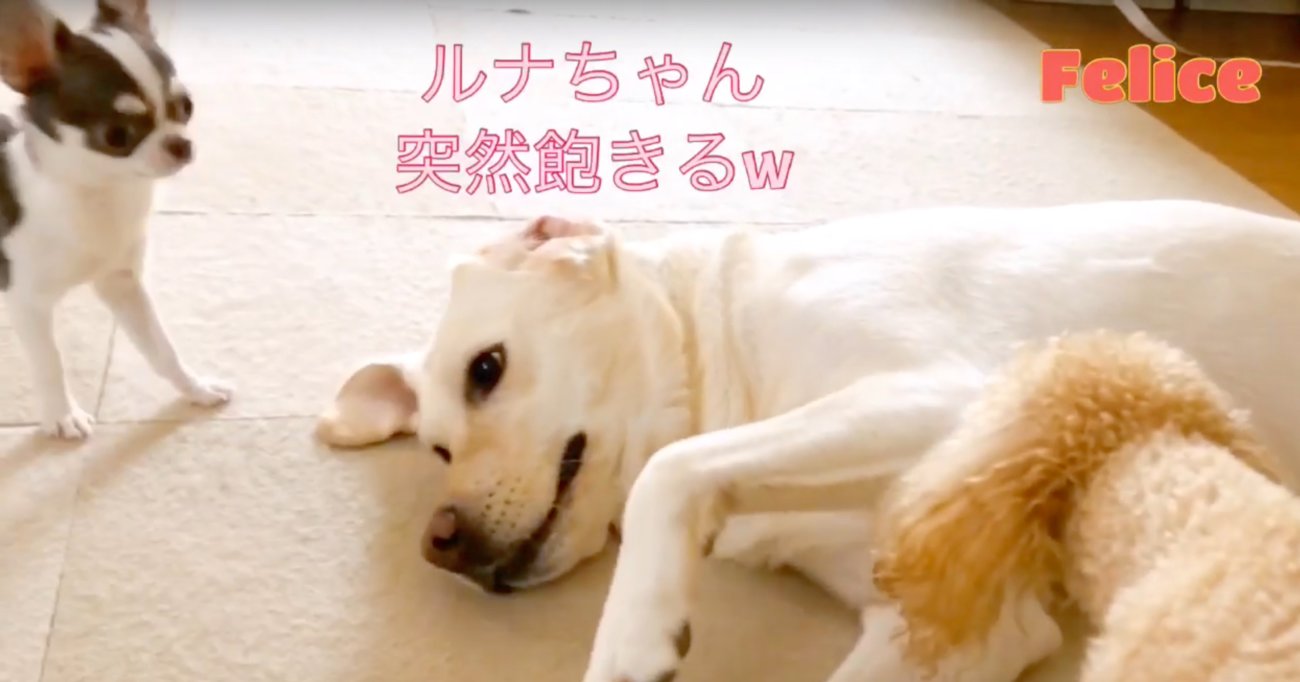 ラブラドールレトリーバー,動画