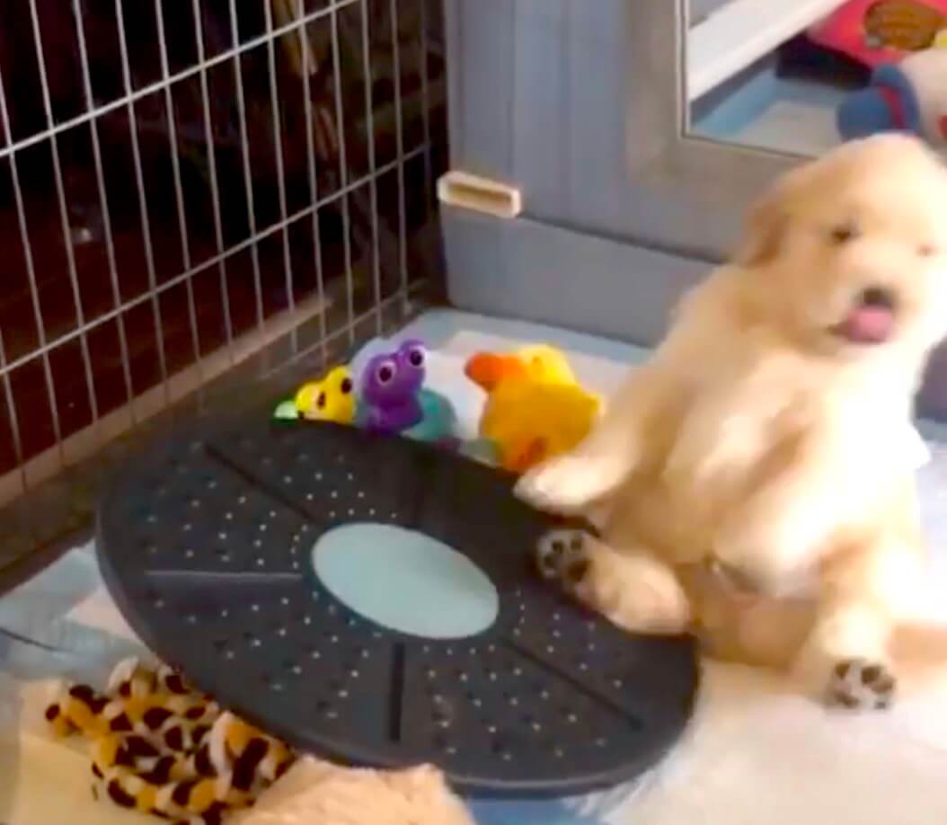 ゴールデンレトリーバー,Instagram