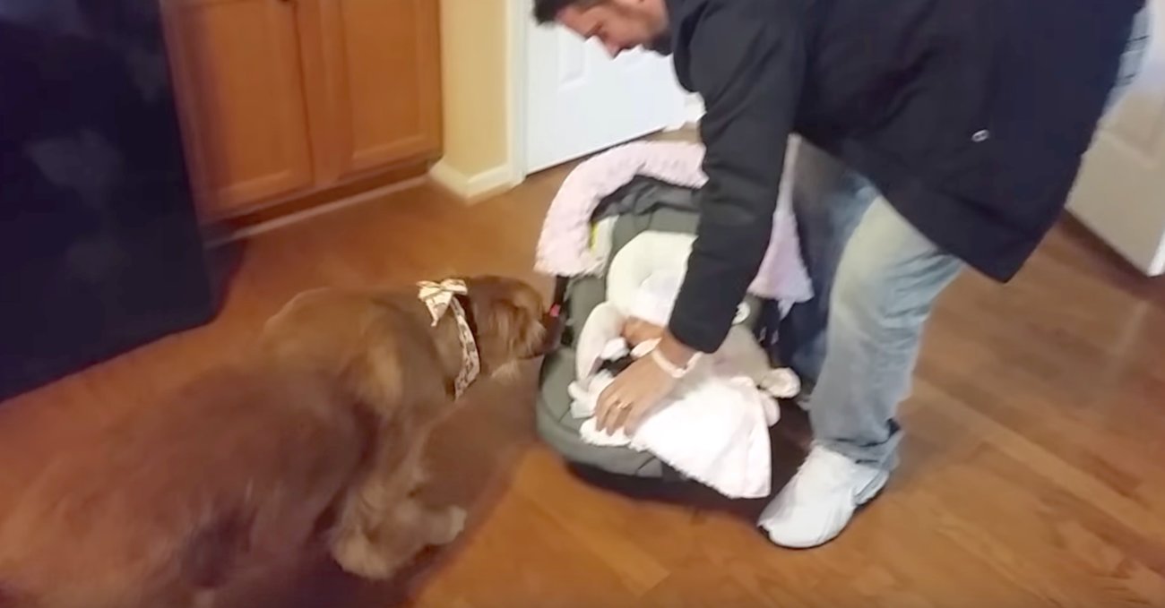 ゴールデンレトリーバー,Instagram