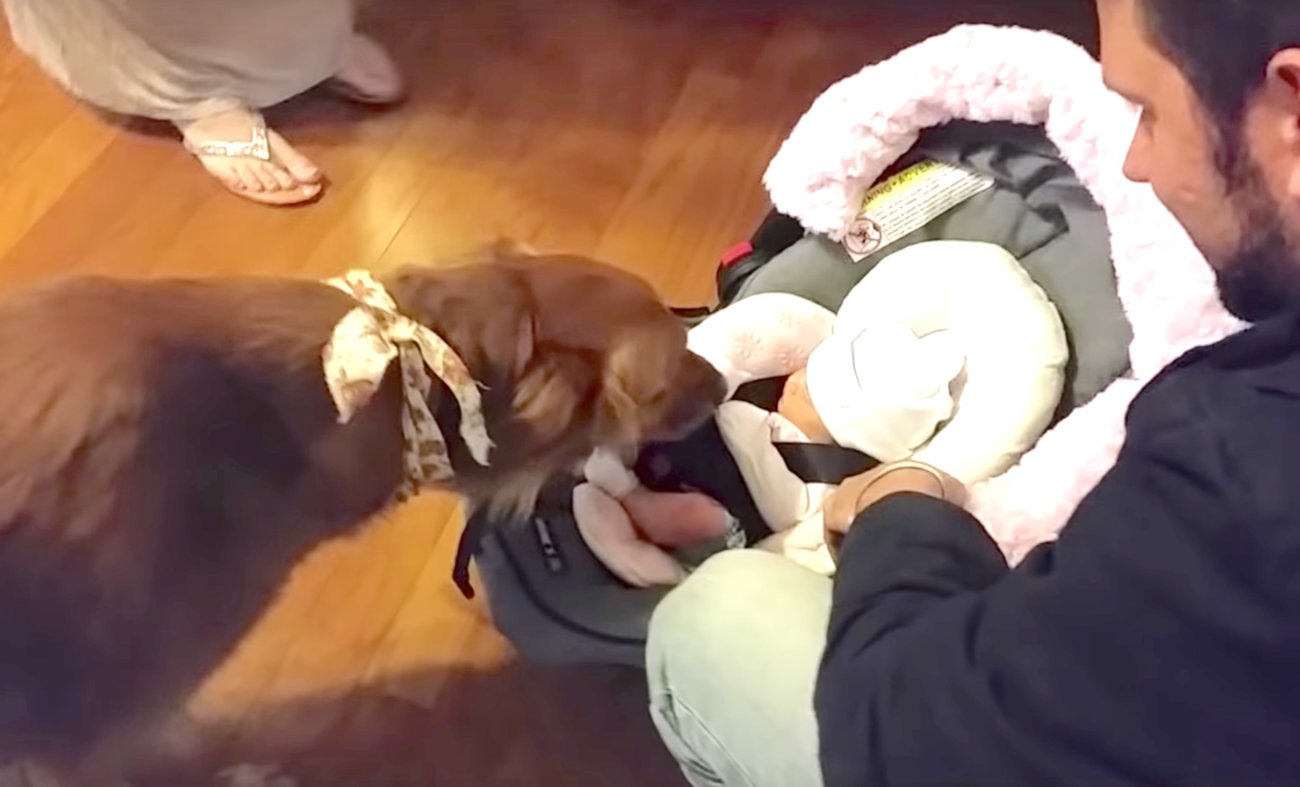 ゴールデンレトリーバー,Instagram