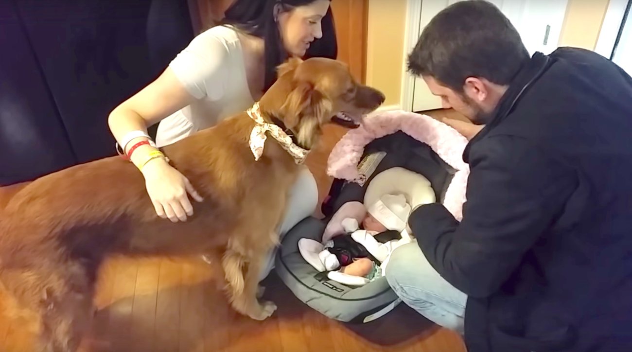 ゴールデンレトリーバー,Instagram