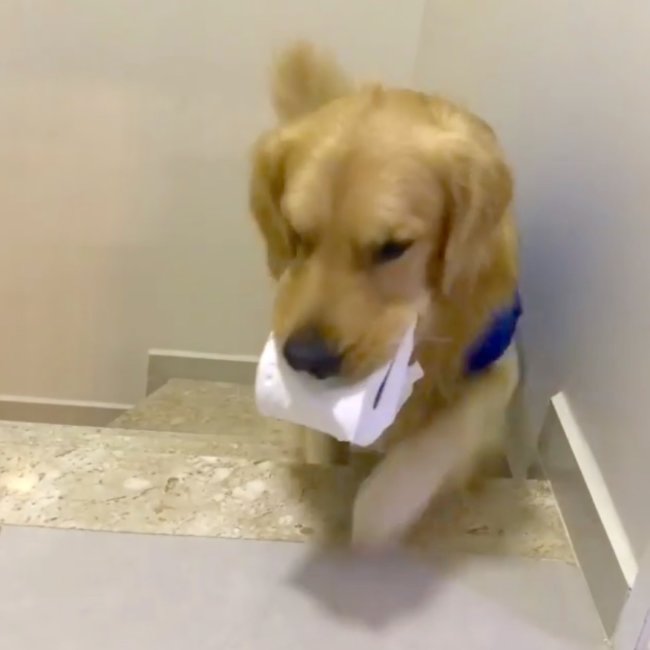 ゴールデンレトリーバー,Instagram