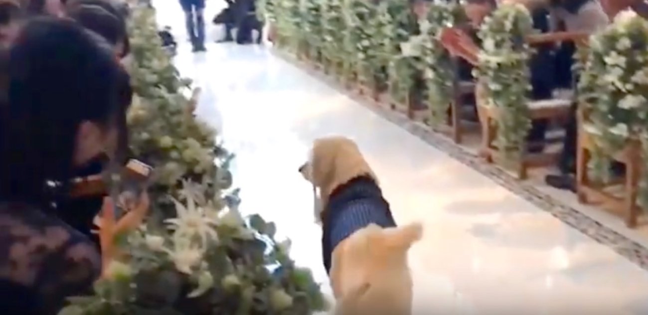 ゴールデンレトリーバー,Instagram