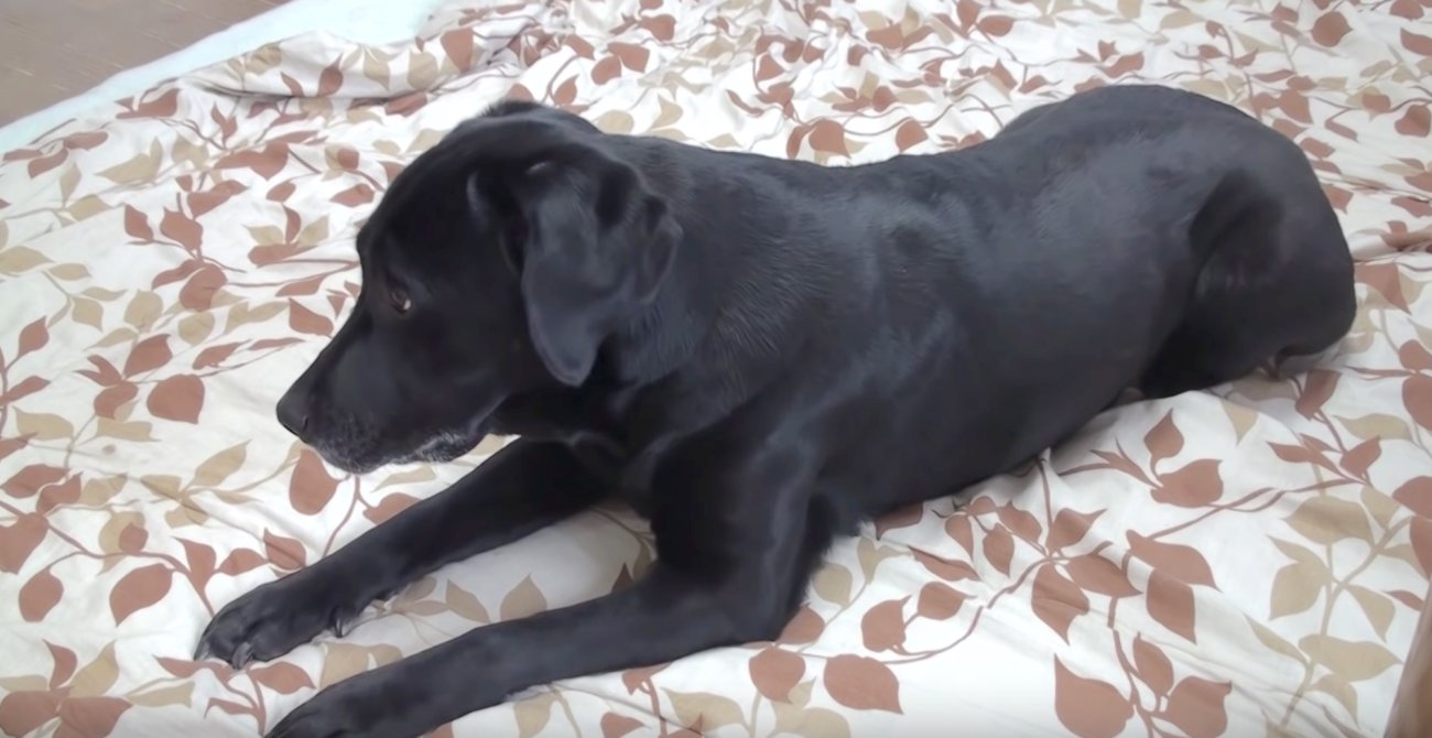 ラブラドールレトリーバー,動画