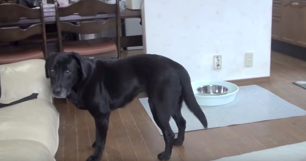 ラブラドールレトリーバー,動画