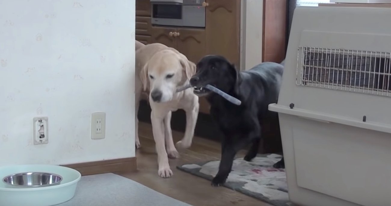ラブラドールレトリーバー,動画