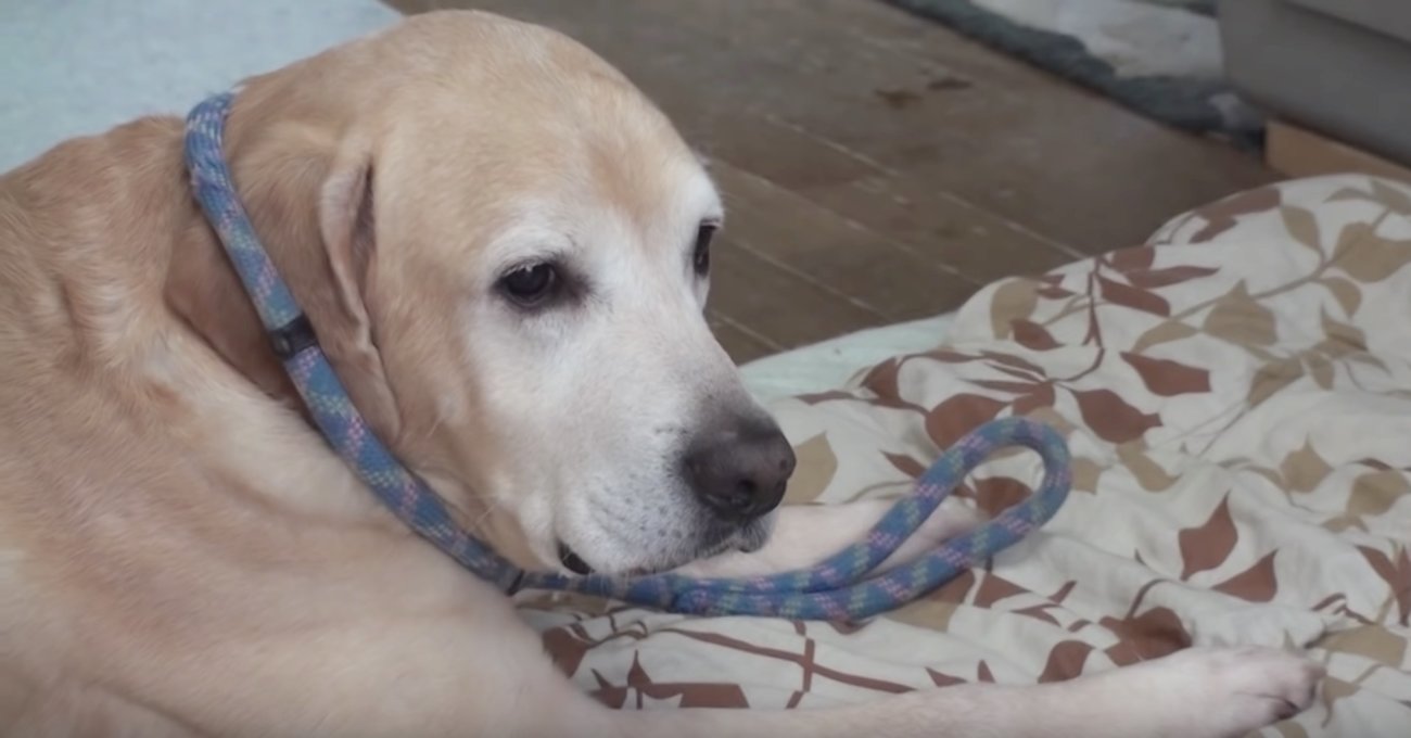 ラブラドールレトリーバー,動画