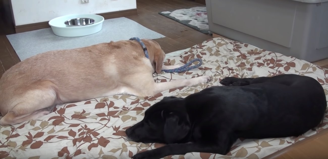 ラブラドールレトリーバー,動画