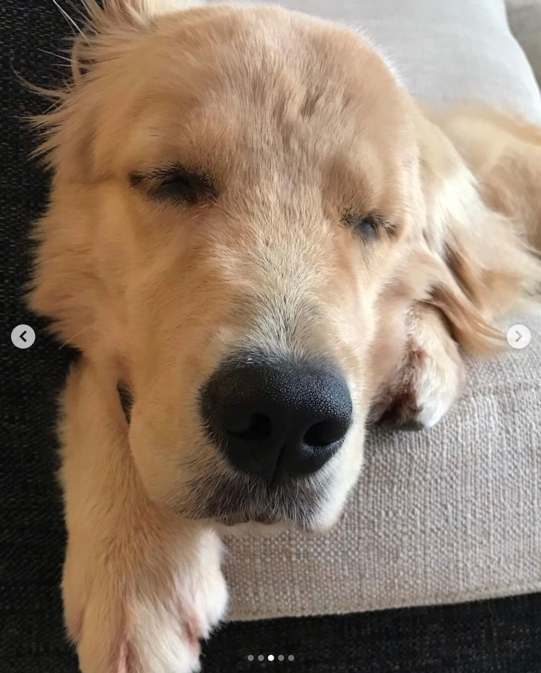 ゴールデンレトリーバー