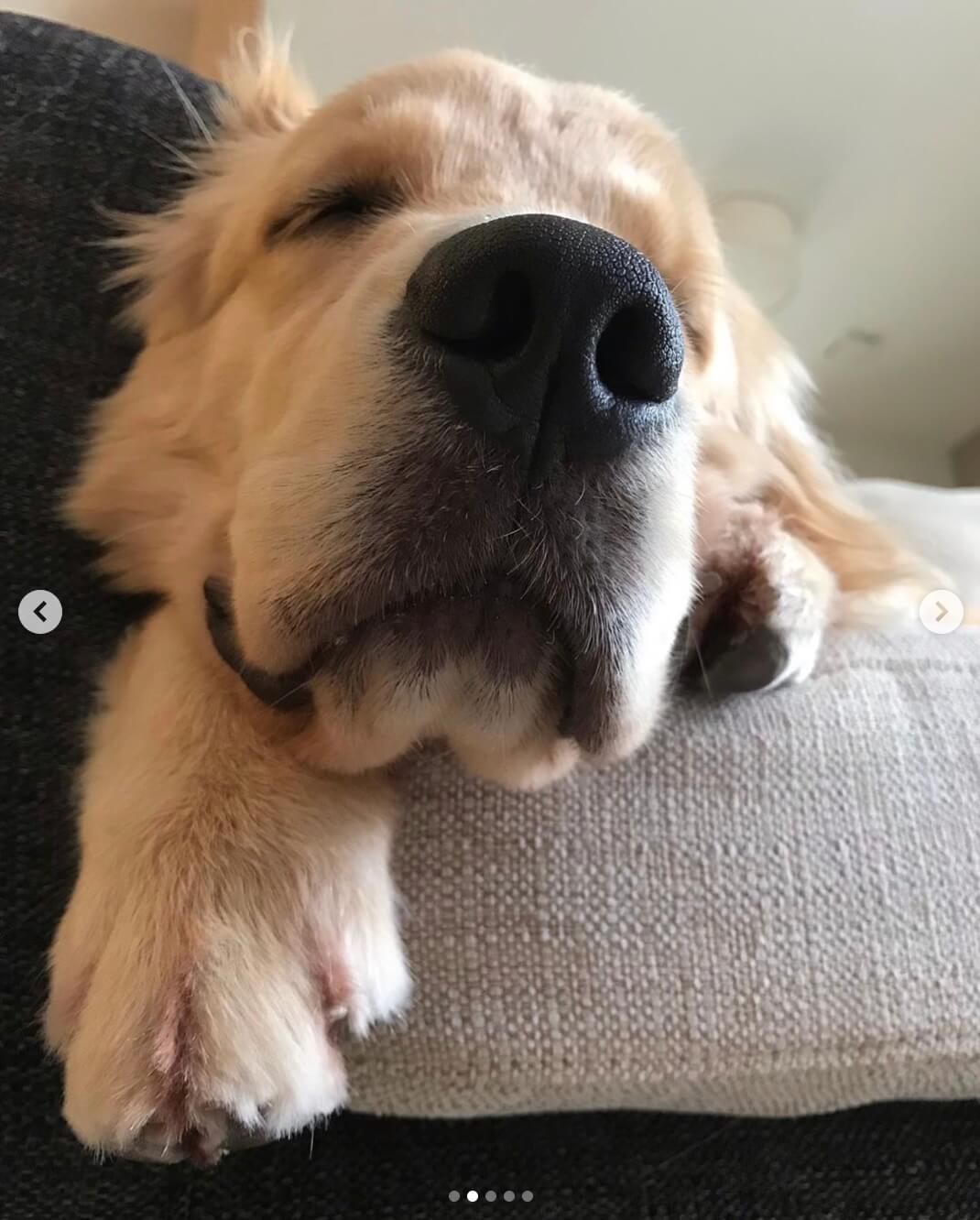 ゴールデンレトリーバー