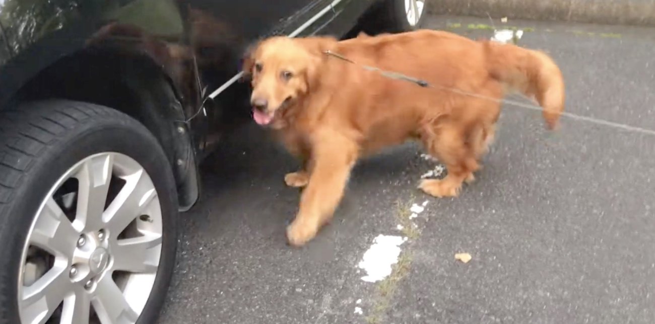 ゴールデンレトリーバー,動画