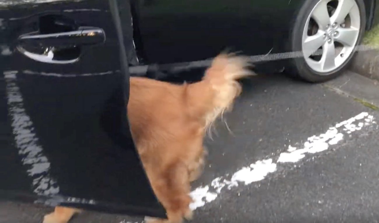 ゴールデンレトリーバー,動画