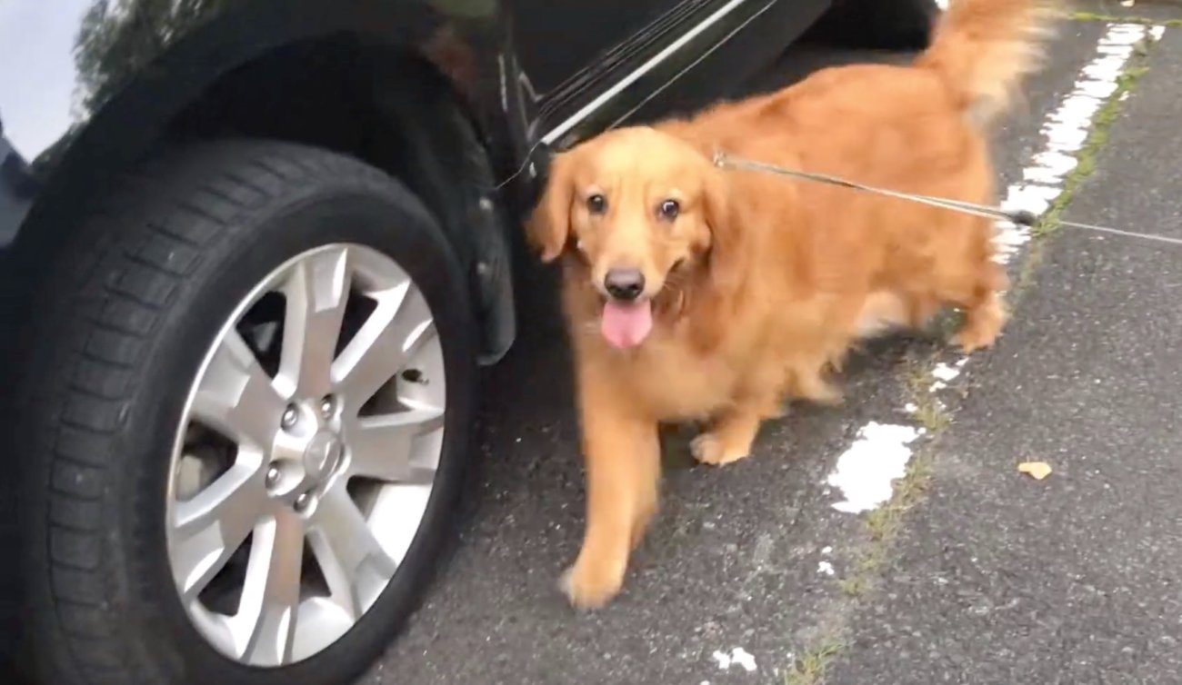 ゴールデンレトリーバー,動画