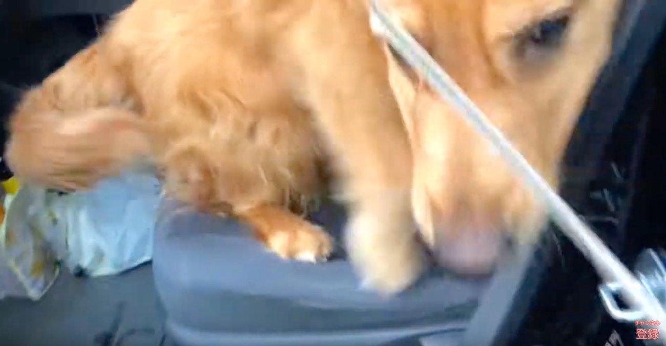 ゴールデンレトリーバー,動画