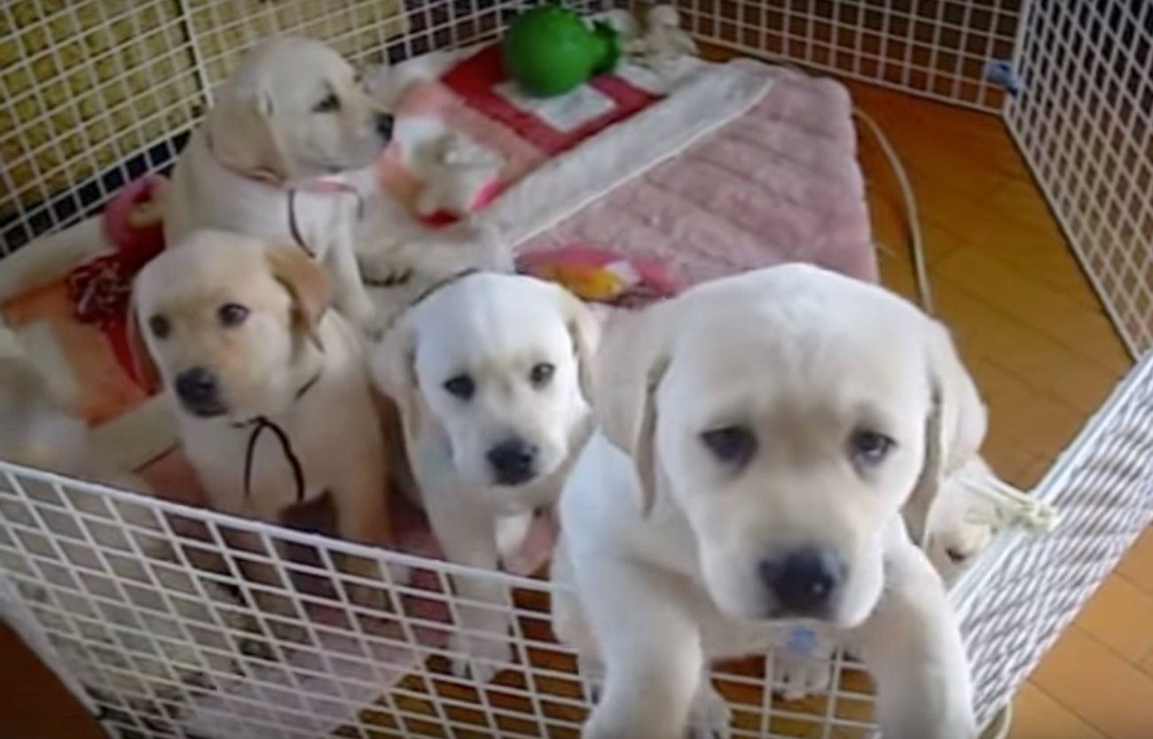 ラブラドールレトリーバー,動画