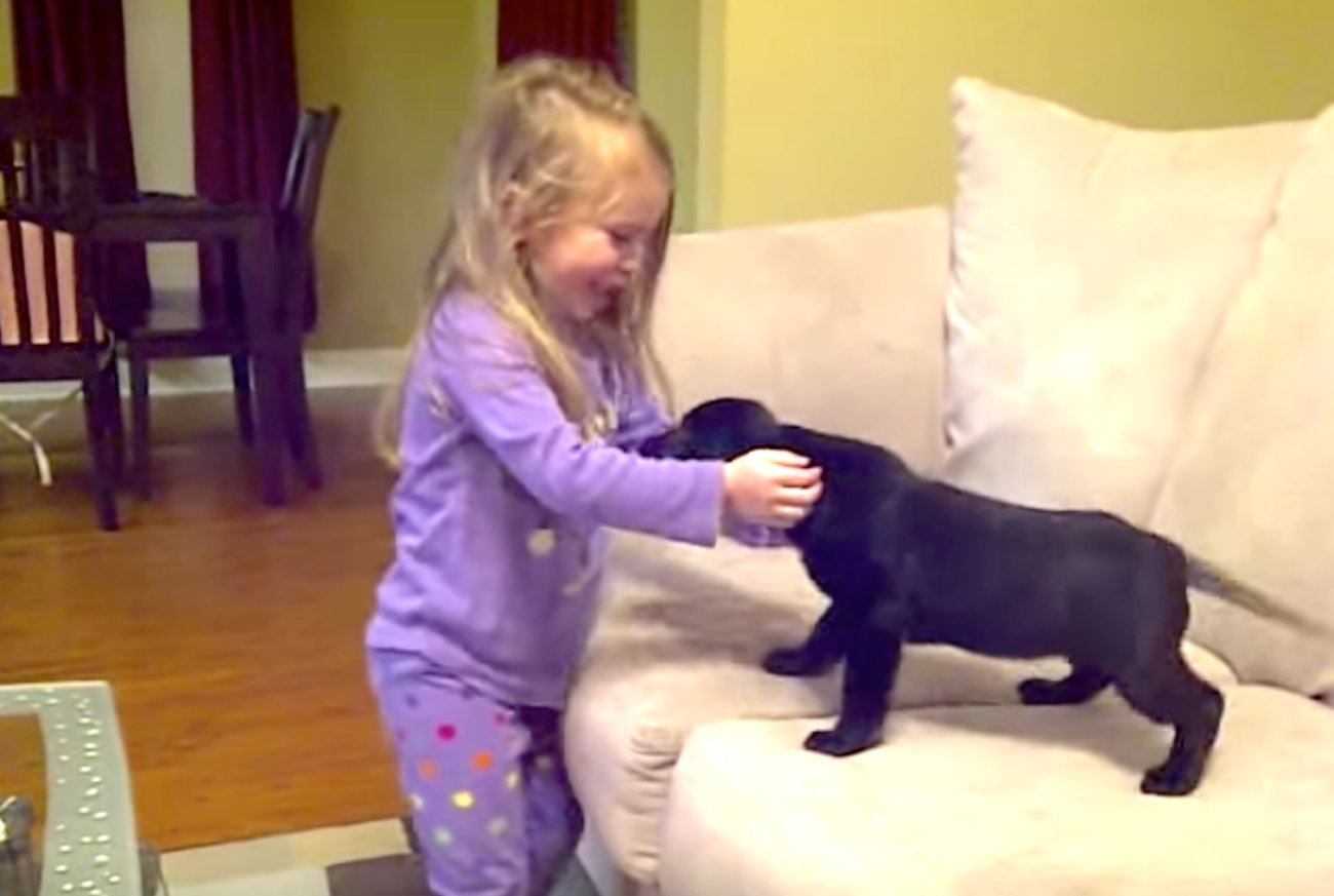 ラブラドールレトリーバー,動画