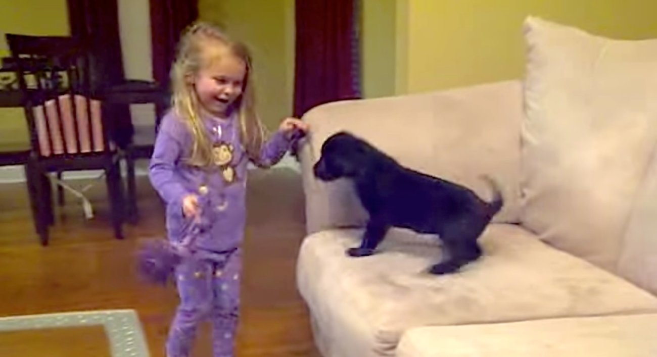 ラブラドールレトリーバー,動画