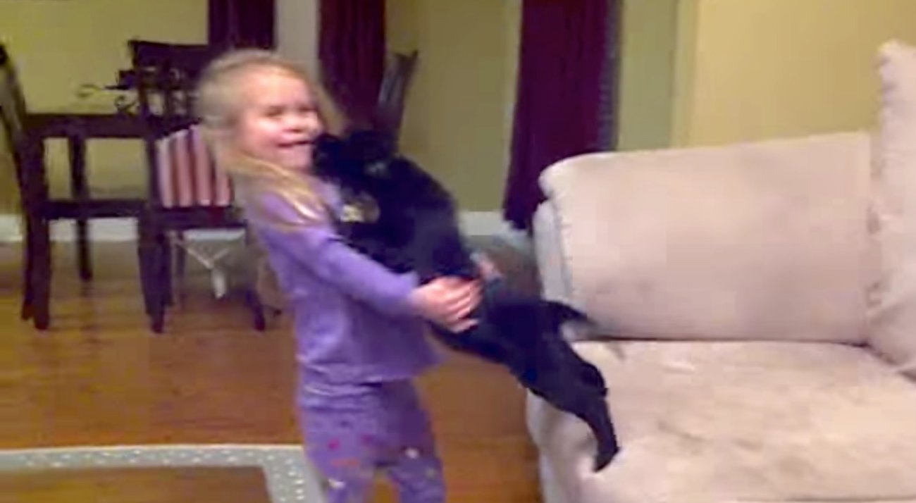 ラブラドールレトリーバー,動画