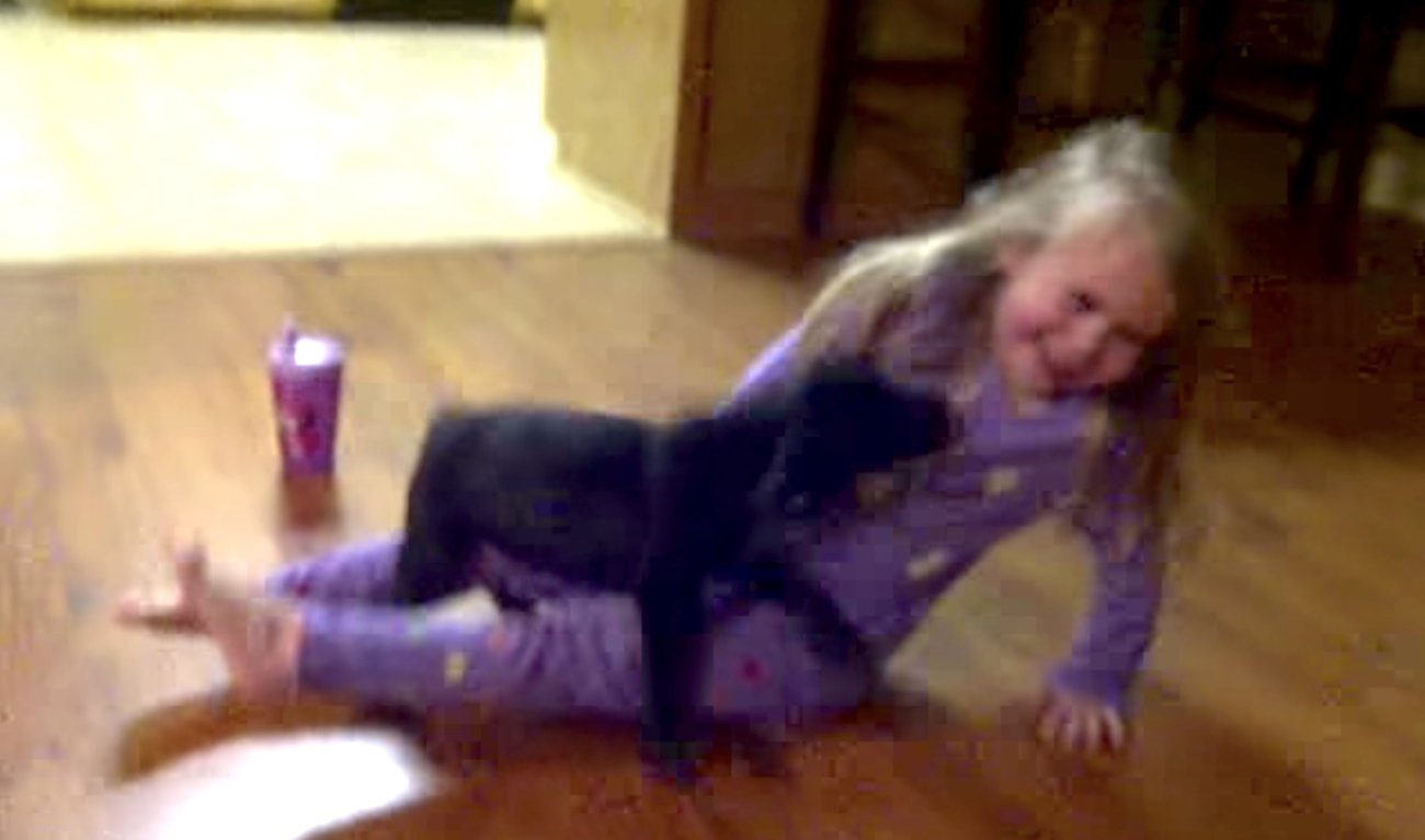 ラブラドールレトリーバー,動画