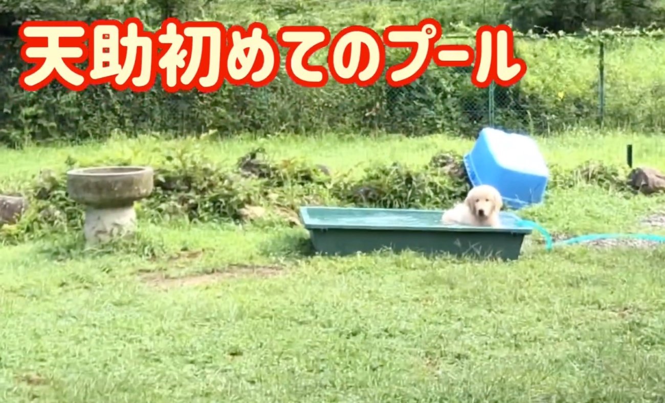 ゴールデンレトリーバー,動画