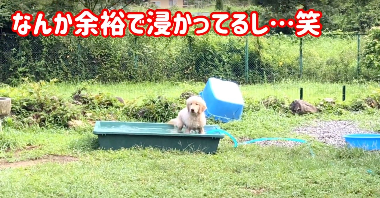 ゴールデンレトリーバー,動画