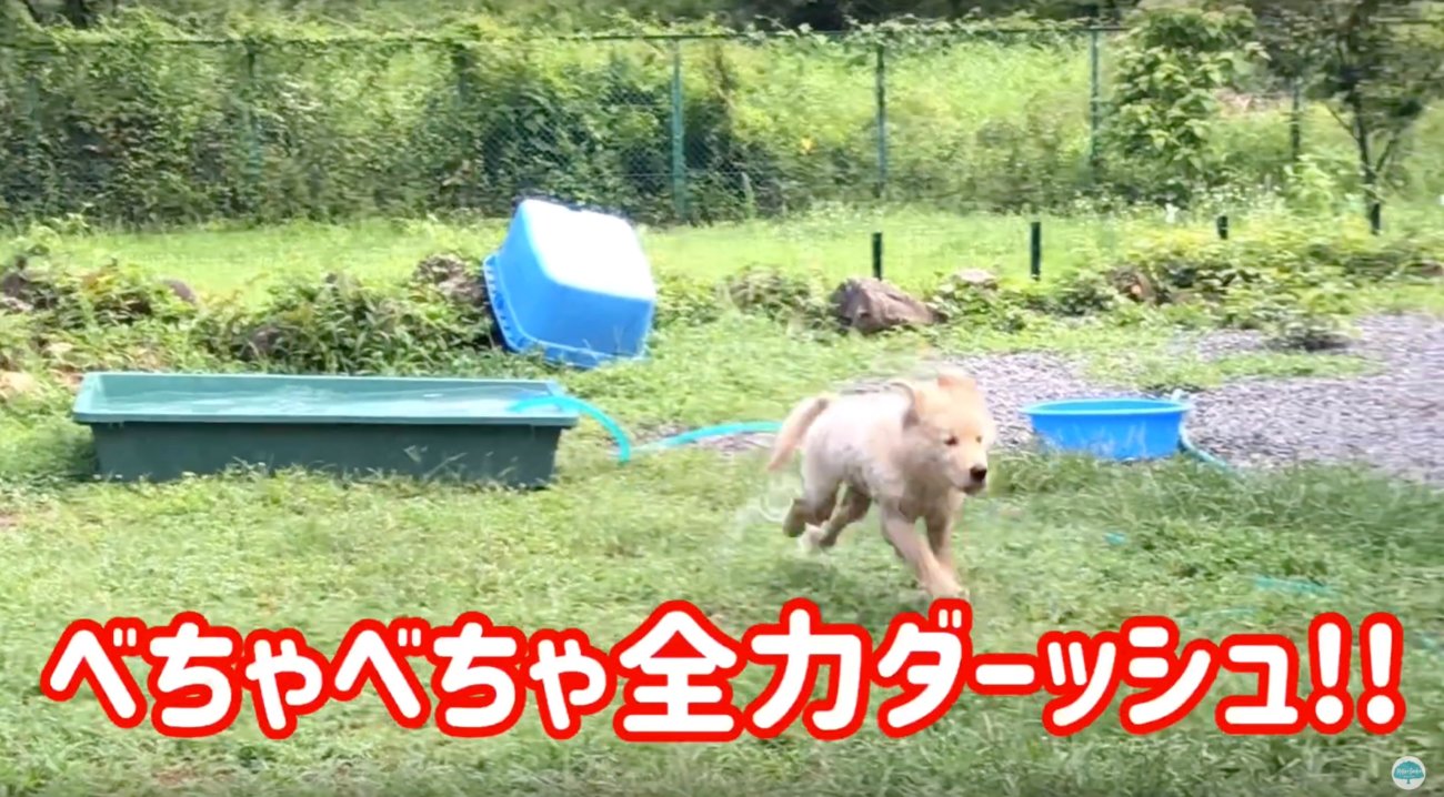 ゴールデンレトリーバー,動画