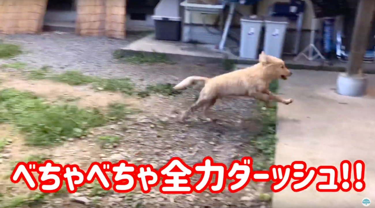 ゴールデンレトリーバー,動画