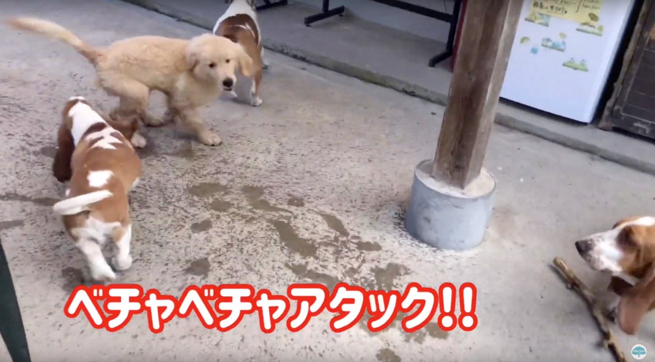 ゴールデンレトリーバー,動画