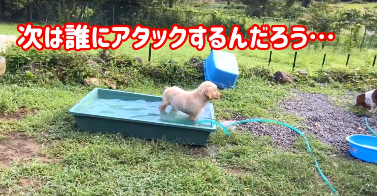 ゴールデンレトリーバー,動画