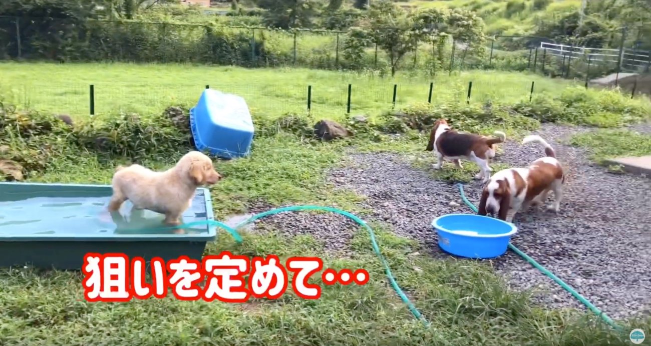 ゴールデンレトリーバー,動画