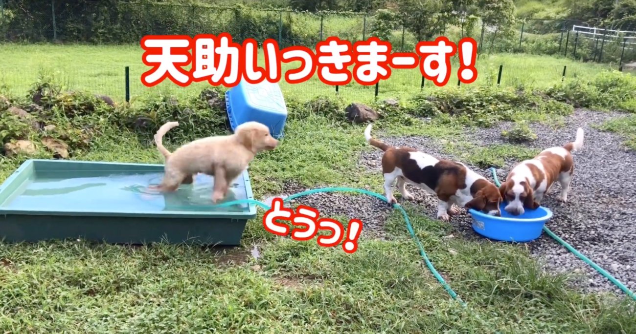 ゴールデンレトリーバー,動画