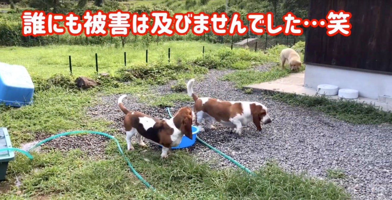 ゴールデンレトリーバー,動画