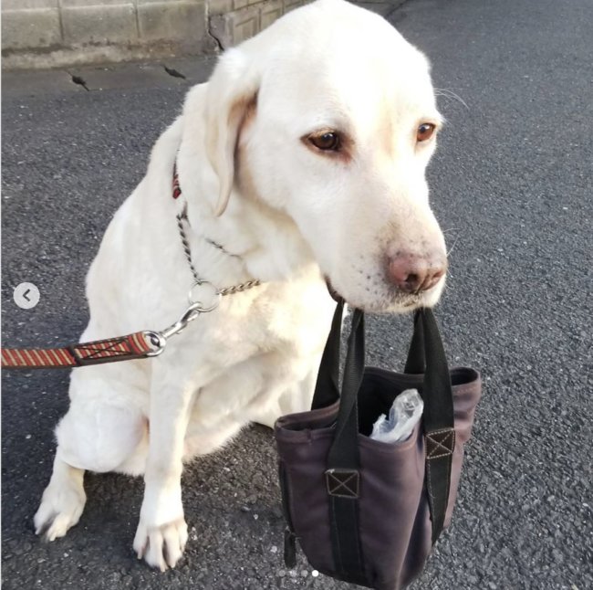 ラブラドールレトリーバー,Instagram