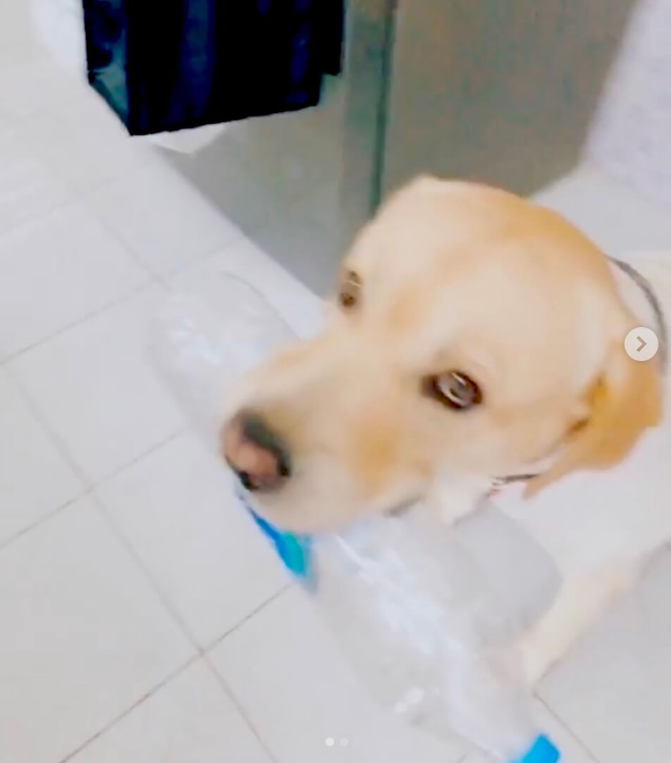 ラブラドールレトリーバー,Instagram