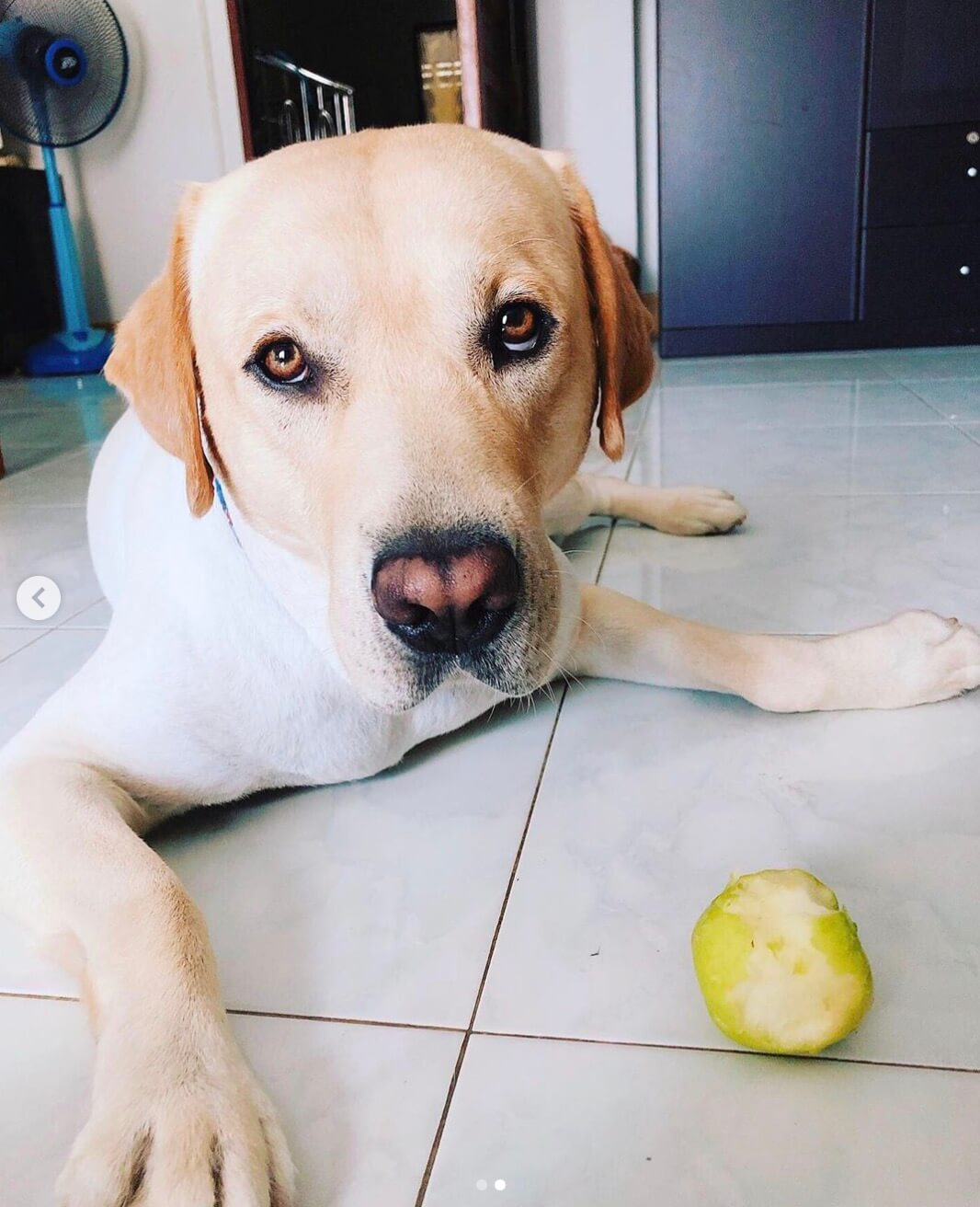 ラブラドールレトリーバー,Instagram