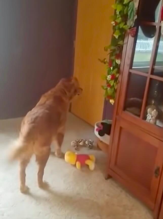 ゴールデンレトリーバー,動画