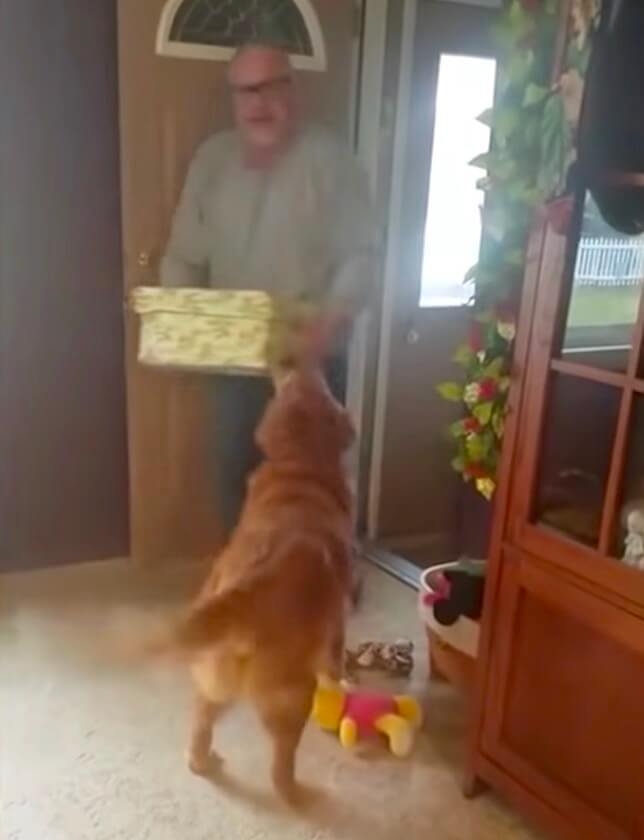 ゴールデンレトリーバー,動画