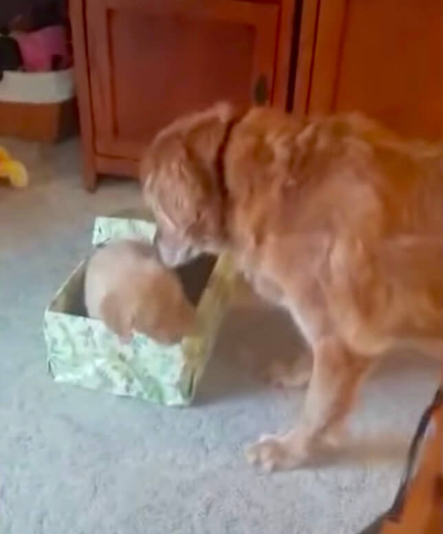 ゴールデンレトリーバー,動画