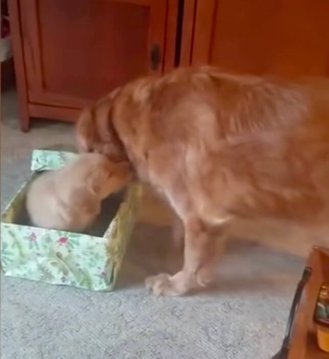 ゴールデンレトリーバー,動画