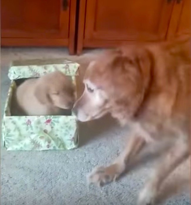 ゴールデンレトリーバー,動画