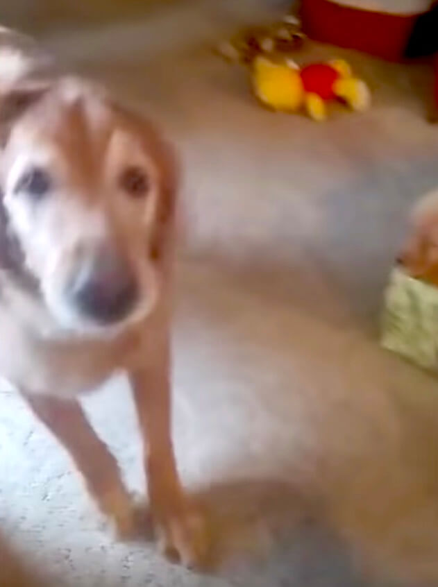 ゴールデンレトリーバー,動画