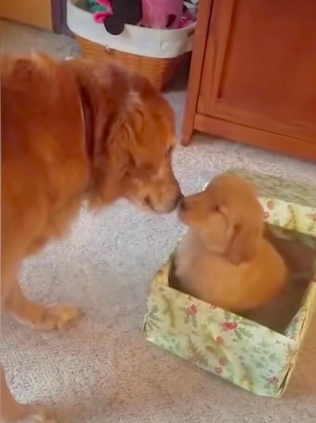 ゴールデンレトリーバー,動画