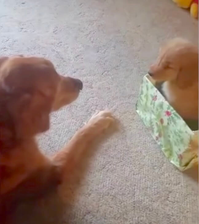 ゴールデンレトリーバー,動画