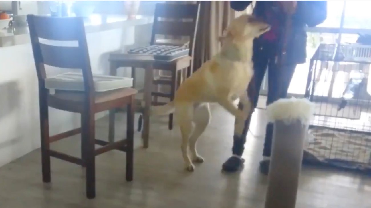 ラブラドールレトリーバー,動画