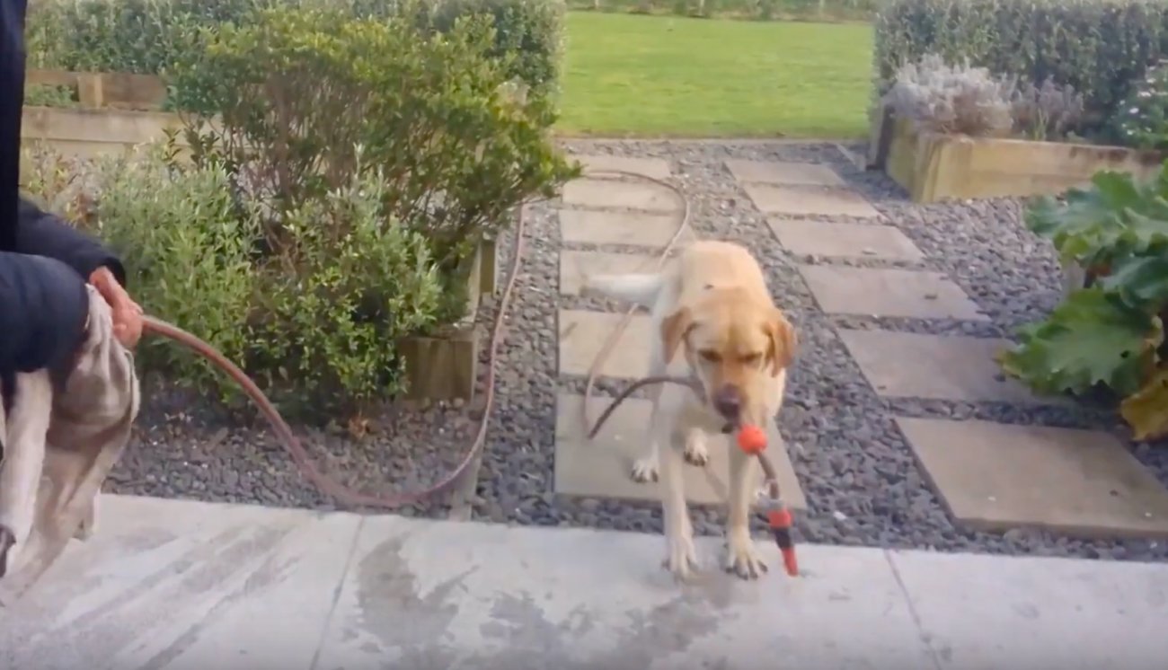 ラブラドールレトリーバー,動画